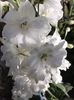 delphinium