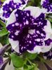 Petunia night sky