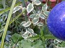 Cornus cousa Akatsuki