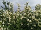 Ligustrum Ovalifolium