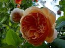 Princess Crown Margareta