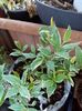 Mirt variegat