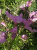 oenothera roz