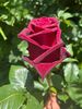 E6F71355-9C7F-425E-85CD-4370A9B9FA34