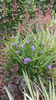 tradescantia virginiana