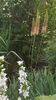 eremurus robustus(crin "coada vulpii")