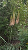 eremurus robustus