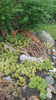 sempervivum mix