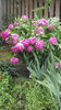 paeonia pink