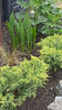 juniperus "old gold"