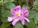 Rhododendron "Grandiflorum"