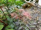 Sambucus Black Lace. Mulțumesc Nina!