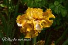 AddText_05-29-12.06.19
