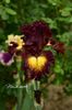 AddText_05-22-11.23.34