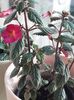 Xachimenantha Chancey Marie