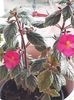 Xachimenantha Chancey Marie