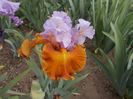 T-w-r6,3-valley  of dreams-22