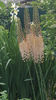 eremurus robustus(crin "coada vulpii")