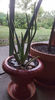 aloe barbadensis(aloe vera)