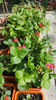 fragaria "ananassa tristan"