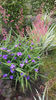 tradescantia virginiana