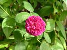 Rose de Recht