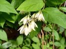 Deutzia scabra