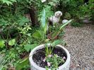 Strelitzia
