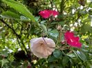 Cherry Meidiland