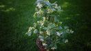 Trachelospermum jasminoides