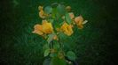Bougainvillea