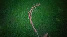 Gasteria