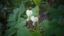 Dicentra,delicata si frumoasa...multumesc!