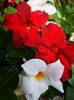 Dipladenia alb rosu