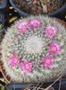 Mammillaria hahniana