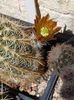 2022 Echinocereus cu floare parfumata vanilie