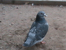 DSC01461