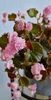 Begonia semperflorens