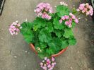 Australian Pink Rosebud