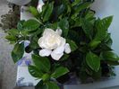 Gardenia