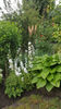 eremurus robustus(crin "coada vulpii")