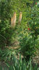 eremurus robustus(crin "coada vulpii")