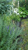 hissopus officinalis(isop)