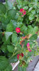 fragaria "ananassa tristan"