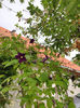clematis hybr. blue