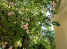 Paul's Himalayan Musk