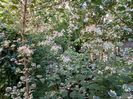 Clematis recta Purpurea