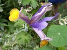 Iris hollandica "Frans Hals"