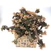 Euphorbia decaryi v. spirosticha