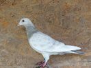 DE 05658_(13)_2020